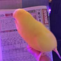 未勝利マニアの競馬予想